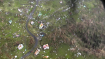 Dominica Assessment